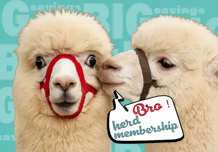 benefits of herd membership